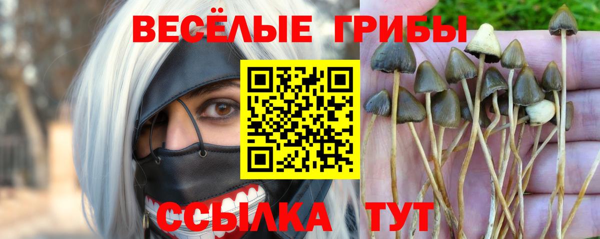 Галлюциногенные грибы GOLDEN TEACHER  Вход с VPN  Кузнецк  Галлюциногенные грибы ЛСД 